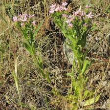 Image result for Centaurium erythraea