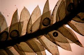 Attēlu rezultāti vaicājumam “Plagiothecium denticulatum”