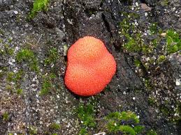 Attēlu rezultāti vaicājumam “Tubifera ferruginosa (subsp. ferruginosa)”