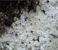 Attēlu rezultāti vaicājumam “Ceriporia”