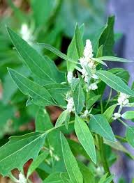 Attēlu rezultāti vaicājumam “Chenopodium polyspermum var. acutifolium flower”
