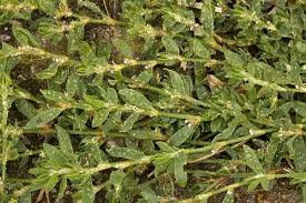 Attēlu rezultāti vaicājumam “Polygonum arenastrum”