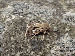 Attēlu rezultāti vaicājumam “Cerapteryx graminis”