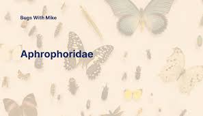 Attēlu rezultāti vaicājumam “Aphrophoridae”