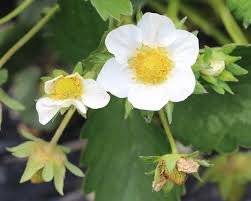 Attēlu rezultāti vaicājumam “Fragaria x ananassa flower”