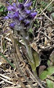 Attēlu rezultāti vaicājumam “Trichia alpina young”