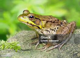 Attēlu rezultāti vaicājumam “Pelophylax”