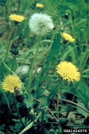 Attēlu rezultāti vaicājumam “Taraxacum officinale aggr.”