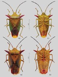 Attēlu rezultāti vaicājumam “Acanthosoma haemorrhoidale”