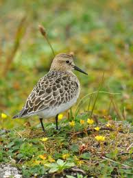 Image result for Calidris bairdii