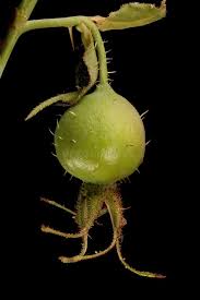 Attēlu rezultāti vaicājumam “Rosa villosa fruit”