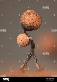 Attēlu rezultāti vaicājumam “Cribraria piriformis”