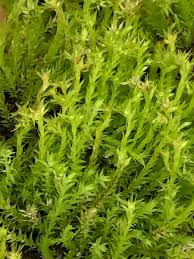 Attēlu rezultāti vaicājumam “Pohlia wahlenbergii sporophyte”