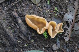 Attēlu rezultāti vaicājumam “Peziza vesiculosa”