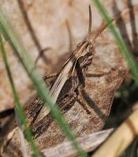 Attēlu rezultāti vaicājumam “Omocestus viridulus”