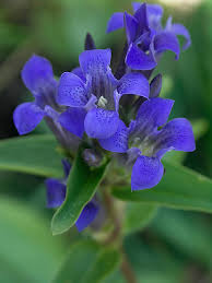 Attēlu rezultāti vaicājumam “Gentiana cruciata flower”