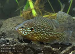 Image result for Lepomis gibbosus