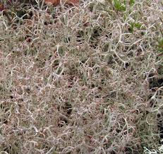 Attēlu rezultāti vaicājumam “Cladonia ciliata”