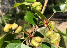 Attēlu rezultāti vaicājumam “Populus x canadensis fruit”