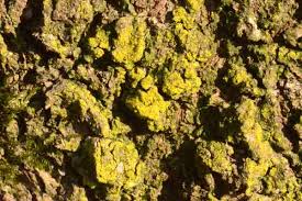 Attēlu rezultāti vaicājumam “Chrysothrix candelaris”