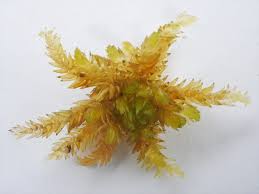 Attēlu rezultāti vaicājumam “Sphagnum subsecundum”