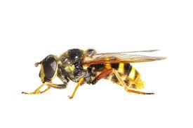 Attēlu rezultāti vaicājumam “Sericomyia silentis”