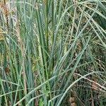 Attēlu rezultāti vaicājumam “Cladium mariscus leaf”