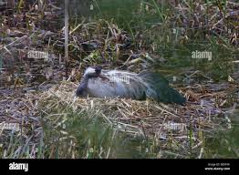 Attēlu rezultāti vaicājumam “Grus grus nest”