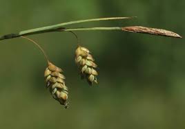 Attēlu rezultāti vaicājumam “Carex limosa”