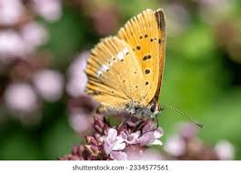 Attēlu rezultāti vaicājumam “Lycaena virgaureae male”