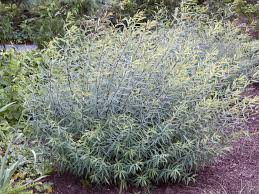 Attēlu rezultāti vaicājumam “Salix purpurea”