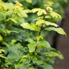 Attēlu rezultāti vaicājumam “Acer rufinerve flower”