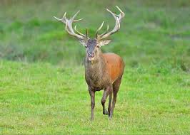 Attēlu rezultāti vaicājumam “Cervus elaphus”