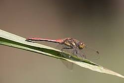 Attēlu rezultāti vaicājumam “Sympetrum”