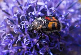 Attēlu rezultāti vaicājumam “Trichius fasciatus”