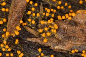 Attēlu rezultāti vaicājumam “Physarum viride var. incanum stalked”