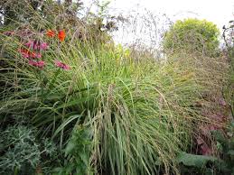 Attēlu rezultāti vaicājumam “Molinia caerulea flower”
