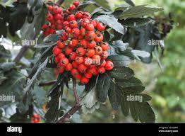 Attēlu rezultāti vaicājumam “Sorbus hybrida”