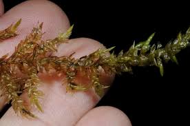 Attēlu rezultāti vaicājumam “Calliergon megalophyllum”