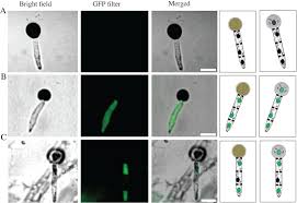 Attēlu rezultāti vaicājumam “Saelania glaucescens sporophyte”