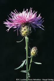 Attēlu rezultāti vaicājumam “Centaurea stoebe”