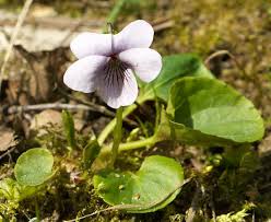 Attēlu rezultāti vaicājumam “Viola palustris”