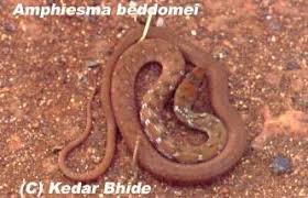 Attēlu rezultāti vaicājumam “Badhamia bethelii stalked”