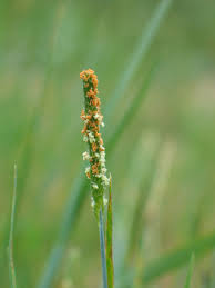 Attēlu rezultāti vaicājumam “Alopecurus aequalis flower”