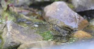 Attēlu rezultāti vaicājumam “Erithacus rubecula juvenile”