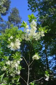 Attēlu rezultāti vaicājumam “Chionanthus virginicus flower”