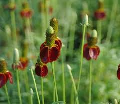 Image result for Ratibida columnifera