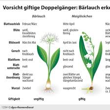 Image result for Bärlauch