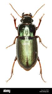 Attēlu rezultāti vaicājumam “Harpalus sp.”