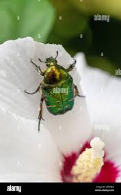 Attēlu rezultāti vaicājumam “Liocola lugubris”